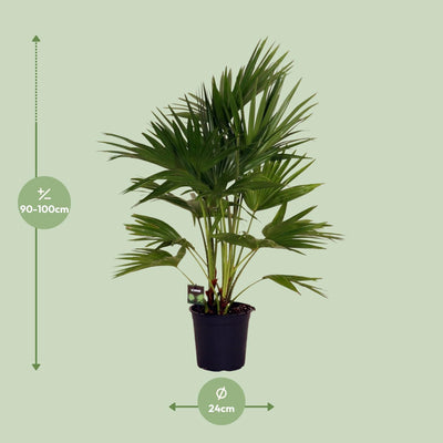 Livistona Chinensis Palme Ø24cm - 100cm hoch
