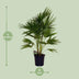 Livistona Chinensis Palme Ø24cm - 100cm hoch Bild 2
