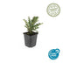 48x Cotoneaster horizontalis - ↕10-25cm - Ø9cm Bild 5
