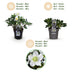 Weihnachtsrose 'Christmas Carol' - Helleborus niger - 4 Pflanzen Bild 4