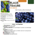6x Bio-Weinreben (Vitis vinifera), Ø 13cm, 20-25cm hoch Bild 6