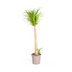 Beaucarnea Recurvata Stamm Ø27cm - ↕110 - 130cm Bild 1