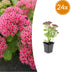 24x Sedum 'Herbstfreude' - 10-25cm Topf Ø9cm Bild 1