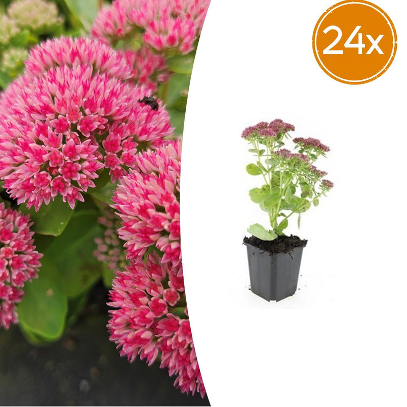 24x Sedum 'Herbstfreude' - 10-25cm Topf Ø9cm