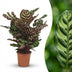 Calathea Makoyana - Peacock Plant, 70cm, 19cm Pot Bild 1