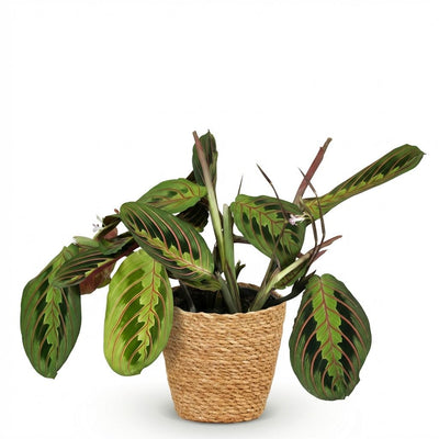 Green boutiQ Maranta Fascinator Tricolour Zimmerpflanze im Korb
