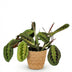 Green boutiQ Maranta Fascinator Tricolour Zimmerpflanze im Korb Bild 2