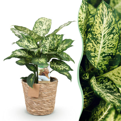 Dieffenbachia Compacta Topf 17cm - Zimmerpflanze mit Korb, pflegeleicht