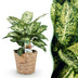 Dieffenbachia Compacta Topf 17cm - Zimmerpflanze mit Korb, pflegeleicht Bild 1