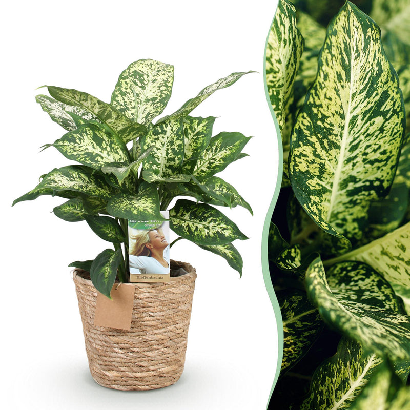 Dieffenbachia Compacta Topf 17cm - Zimmerpflanze mit Korb, pflegeleicht