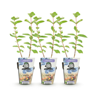 GreenboutiQ Honigbeere (3er Pack) – Winterhart, Fruchtend