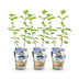 GreenboutiQ Honigbeere (3er Pack) – Winterhart, Fruchtend Bild 2