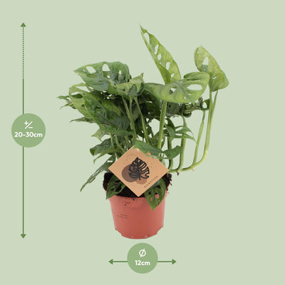 Monstera Monkey Leaf - Ø12cm Topf - ca. 30cm Höhe