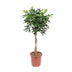 Schefflera Arboricola Compacta: Ihr grüner Luftreiniger (Ø27cm, ↕120cm) Bild 1
