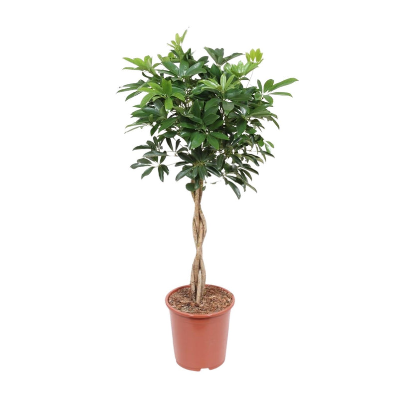 Schefflera Arboricola Compacta: Ihr grüner Luftreiniger (Ø27cm, ↕120cm)
