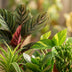 Green Second Chance Box: 6 Houseplants & Black Pots Bild 2