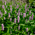 48x Persicaria aff. 'Superba' perennial, 10-25cm, Ø9cm Bild 6