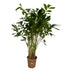 Caryota Mitis Fischschwanzpalme - 250 cm - Ø32cm Bild 1