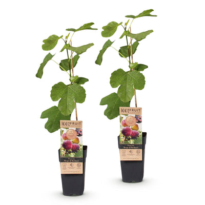 2x Feigenbaum 'Rouge de Bordeaux', winterhart, 50cm, Topf 15cm