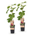 2x Feigenbaum 'Rouge de Bordeaux', winterhart, 50cm, Topf 15cm Bild 2