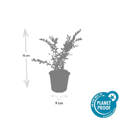 24x Lonicera pileata - ↕10-25cm - Ø9cm