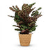 Calathea Makoyana: Luftreinigende Pfauen-Korbmarante im Korb, 70cm Bild 2