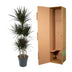 Dracaena Magenta Carrousel, 150cm, Topf Ø31cm Bild 4