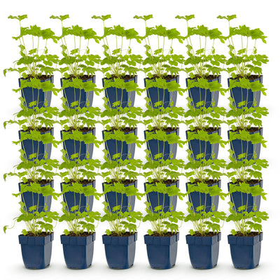 Green boutiQ - Perennial - Delphinium (P) Black Knight - Larkspur - Bee and Butterfly Attractors - Purple - 24 Plants - Pot 11cm - Height 15-25cm