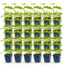 Green boutiQ - Perennial - Delphinium (P) Black Knight - Larkspur - Bee and Butterfly Attractors - Purple - 24 Plants - Pot 11cm - Height 15-25cm Bild 12