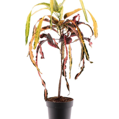 Croton Dreadlock - Ø19cm - ↕70cm