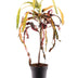 Croton Dreadlock - Ø19cm - ↕70cm Bild 1