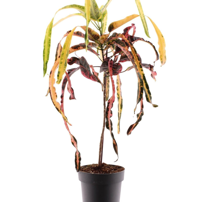 Croton Dreadlock - Ø19cm - ↕70cm