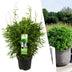 Gartenbambus Moontears Boobux winterhart 70 cm im 29 cm Topf Bild 1