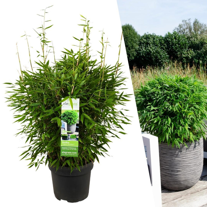 Dracaena surculosa