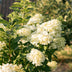 GreenboutiQ Rispenhortensie 'Limelight' - 3 Pflanzen Bild 6