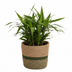 Seagrass Basket P21 - P24: Natural Indoor Planter Bild 2