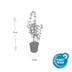 6x Catmint 'Walker's Low' Perennial ↕10-25cm Ø9cm Bild 3