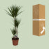 Dracaena Marginata (Dragon Tree) - Ø21cm, ↕120cm Bild 4