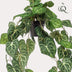Kunstpflanze Anthurium Clarinervium 80 cm – Dekorative Hängepflanze Bild 3