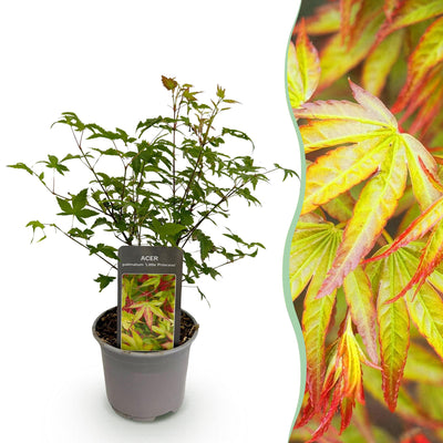 Acer palmatum 'Little Princess' - Japanischer Ahorn, 35cm, Topf 12cm