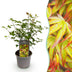 Acer palmatum 'Little Princess' - Japanischer Ahorn, 35cm, Topf 12cm Bild 1
