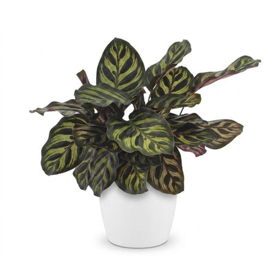 Green boutiQ - Calathea Makoyana - Peacock Plant - 1 Plant - with White Pot - Pot 12cm - Height - 25cm