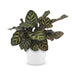 Green boutiQ - Calathea Makoyana - Pfauenpflanze - 1 Plant - met Potter Wit - Pot 12cm - Hoogte - 25cm Bild 2