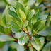 GreenboutiQ Lorbeerbaum (Laurus nobilis) Stamm 90cm, Topf 19cm Bild 5