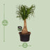 Beaucarnea Nolina (Elephant's Foot) Ø19cm, 60cm - Air-purifying houseplant Bild 2