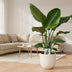 Strelitzia Nicolai - Paradiesvogelpflanze - Ø19cm - ↕90cm Bild 3