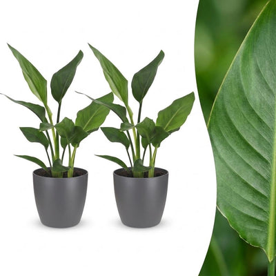 Green boutiQ - Strelitzia Reginea - Paradiesvogelblume - 2 Pflanzen - mit Potter Grijs - Topf 12cm - Höhe - 35cm
