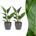 Green boutiQ - Strelitzia Reginea - Paradiesvogelblume - 2 Pflanzen - mit Potter Grijs - Topf 12cm - Höhe - 35cm Bild 1