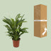 Friedenslilie Spathiphyllum Torelli P17 - Ø17cm - ↕65cm Bild 4