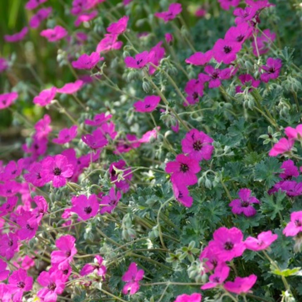 12x Geranium sang. 'Max Frei' - ↕10-25cm - Ø9cm